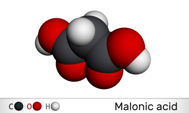 マロン酸、ジカルボン酸、プロパンジオ酸分子。そのエステルと塩のイオン化された形態は、マロン酸塩として知られている。分子モデル。 - ionized ストックフォトと画像