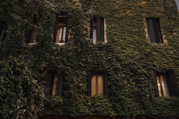 istock The building is completely covered with creeping green plants 1275233563