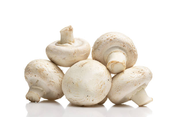 primo primo tempo di grandi champignon freschi (funghi a bottone) su una superficie riflettente liscia. isolato su sfondo bianco - edible mushroom white mushroom isolated white foto e immagini stock