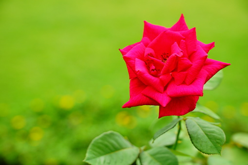 Rose bushes with pink flowers in bloom