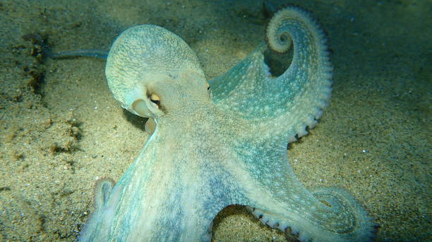 istock Common octopus (Octopus vulgaris) hunting, Aegean Sea 1275253469