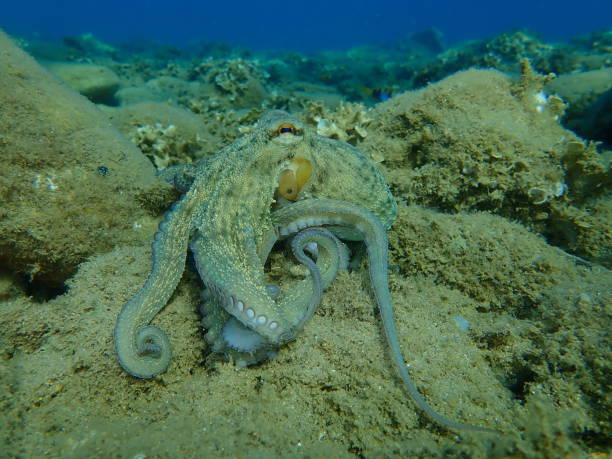 istock Common octopus (Octopus vulgaris) hunting, Aegean Sea 1275254063