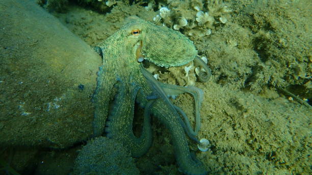 istock Common octopus (Octopus vulgaris) hunting, Aegean Sea 1275254831