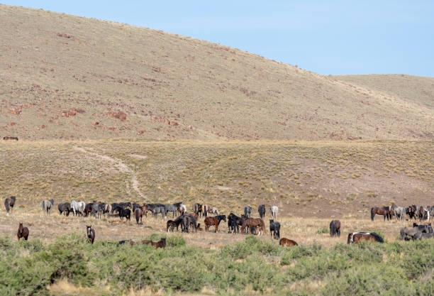 istock Wild Horses in the Utah Desert 1275256449