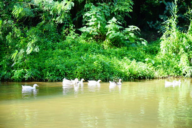 istock Masses white duck swim in river 1275256504