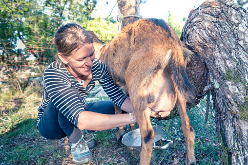 Content Woman Milking Goat on Organic Rural Farm