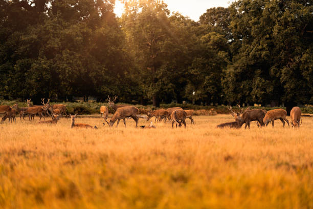 Deer deers in the morning time richmond park stock pictures, royalty-free photos & images
