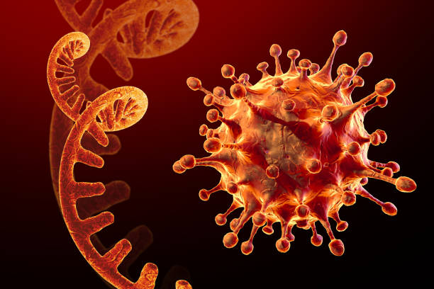 helai rna tunggal coronavirus. tampilan mikroskopis sel virus infeksi - sindrom pernapasan akut berat potret stok, foto, & gambar bebas royalti