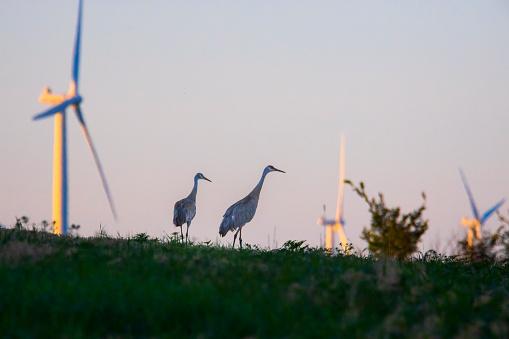 Tall blue heron birds walking among giant wind turbines, feeling right at home.