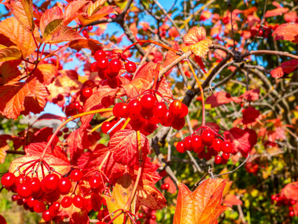 istock Red viburnum against the blue sky in autumn. 1275277127