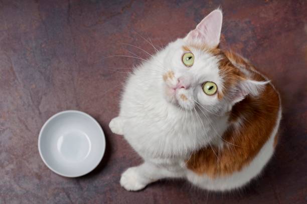 istock Tabby cat beside a food bowl looking curious up to the camera. High angle view. 1275277156