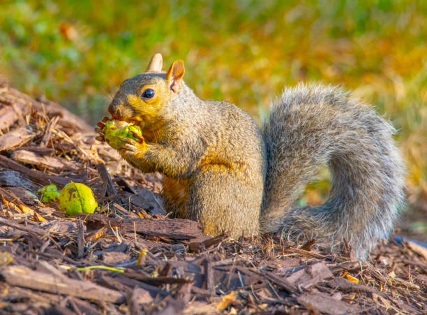 istock Cute squirrel shucking his nuts in preparation for Winter. 1275277211