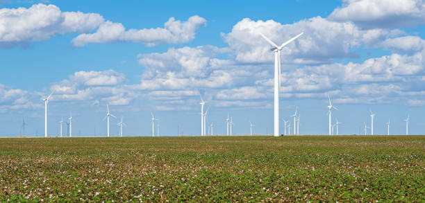 コットンフィールドと風車 - windmill cultivated land crop day ストックフォトと画像