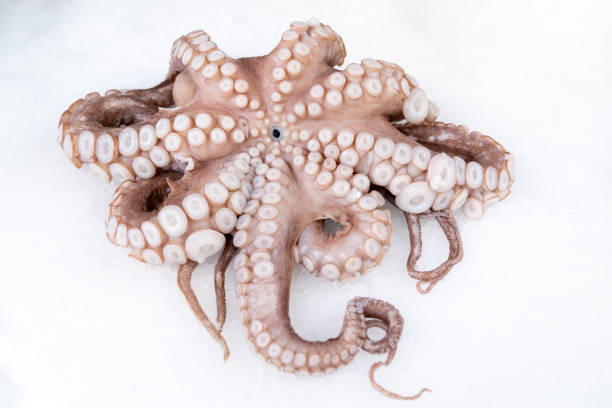 Whole frozen octopus on ice
