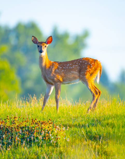 istock Beautiful doe basking in morning sunlight in rural meadow. 1275277675