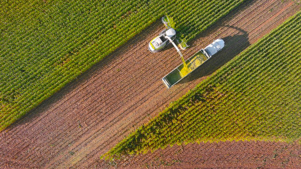 Farm machines, combine and semi-truck harvesting corn Farm machines, combine and semi-truck harvesting corn, entire plant is used, aerial view. harvesting stock pictures, royalty-free photos & images