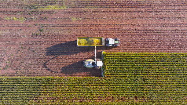 istock Aerial view of farm machines harvesting corn 1275284521