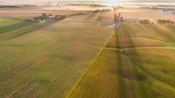 istock Farm Silos cast infinitely long shadows over corn field at dawn. 1275286337