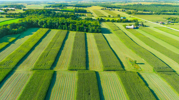 vista aérea de culturas verdes exuberantes em campos agrícolas - field corn crop scenics farm - fotografias e filmes do acervo