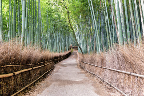 istock Bamboo Forest in Arashiyama in Kyoto, Japan 1275287758
