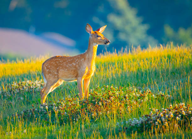 Beautiful deer doe basking in dawn sunlight in rural meadow.