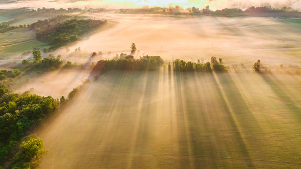 istock Trees casting long shadows over farm fields at sunrise, aerial view. 1275290371