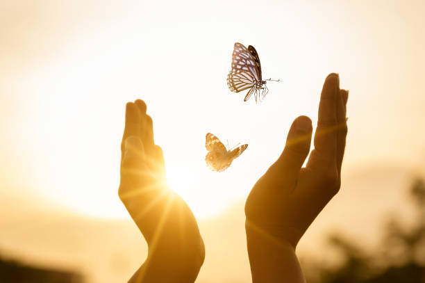 la chica libera la mariposa del momento concepto de la libertad - conversion fotografías e imágenes de stock