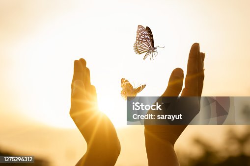 istock The girl frees the butterfly from  moment Concept of freedom 1275296312
