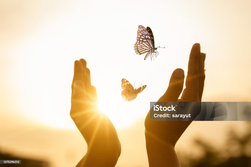 The girl frees the butterfly from  moment Concept of freedom Change Stock Photo