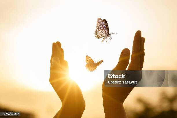 The Girl Frees The Butterfly From Moment Concept Of Freedom Stock Photo - Download Image Now