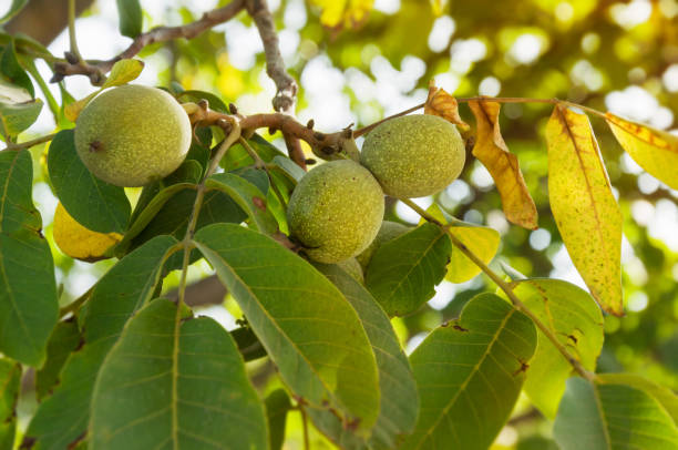 fruits mûrs d’une noix sur une branche avec des feuilles jaunes sur un arbre dans le jardin. récolte dans le jardin. - walnut tree walnut nut branch photos et images de collection