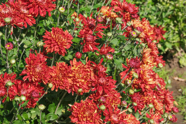 istock Beautiful garden blooming chrysanthemum 1275302775