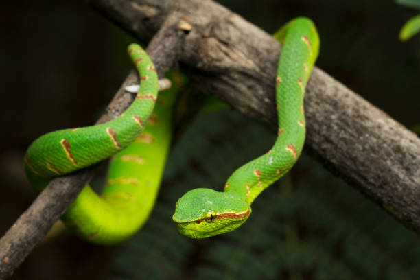 víbora de wagler (tropidolaemus wagleri) en la rama del árbol - waglers temple viper fotografías e imágenes de stock