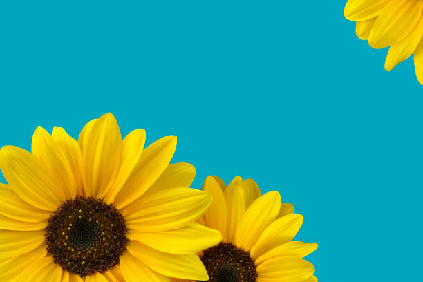 istock Card with sunflower blossoms on a blue background 1275304178