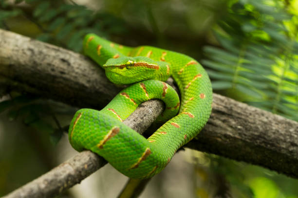 víbora de wagler (tropidolaemus wagleri) en la rama del árbol - waglers temple viper fotografías e imágenes de stock