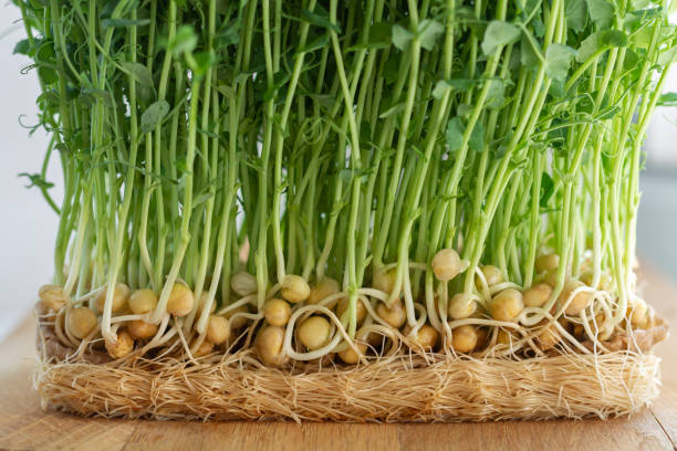 brotos microverdes saudáveis germinados de sementes de ervilhas orgânicas - microbiotic - fotografias e filmes do acervo