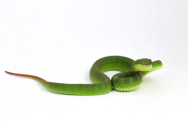 istock Close up White-lipped Green Pit Viper snake (trimeresurus albolabris) isolated on white background 1275323066
