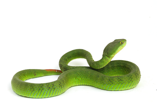 Close up White-lipped Green Pit Viper snake (trimeresurus albolabris) isolated on white background