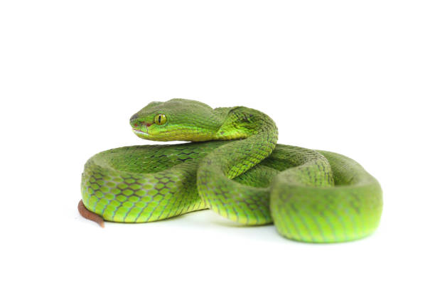istock Close up White-lipped Green Pit Viper snake (trimeresurus albolabris) isolated on white background 1275323741