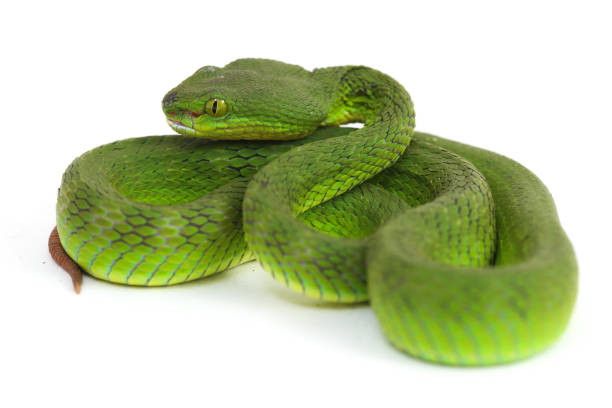 istock Close up White-lipped Green Pit Viper snake (trimeresurus albolabris) isolated on white background 1275323743