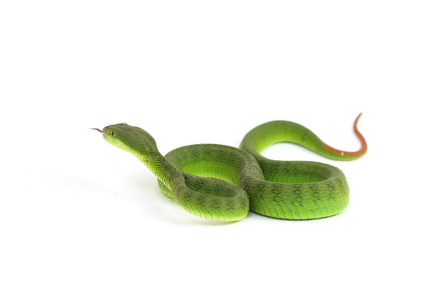 istock Close up White-lipped Green Pit Viper snake (trimeresurus albolabris) isolated on white background 1275324101