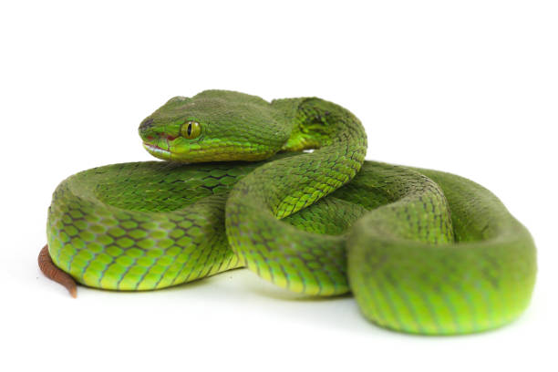 istock Close up White-lipped Green Pit Viper snake (trimeresurus albolabris) isolated on white background 1275324709