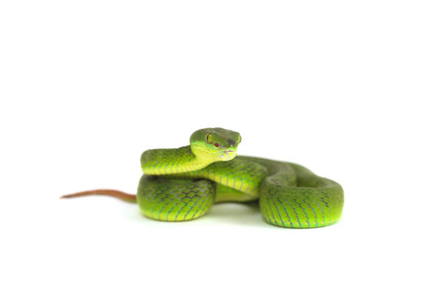 istock Close up White-lipped Green Pit Viper snake (trimeresurus albolabris) isolated on white background 1275324724