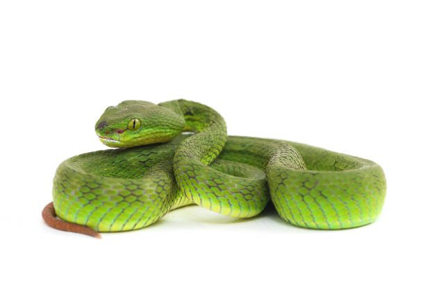 istock Close up White-lipped Green Pit Viper snake (trimeresurus albolabris) isolated on white background 1275324778