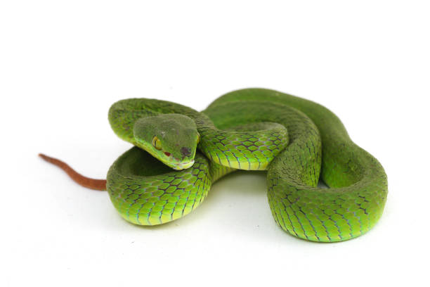 istock Close up White-lipped Green Pit Viper snake (trimeresurus albolabris) isolated on white background 1275326291