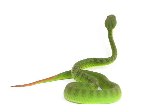 istock Close up White-lipped Green Pit Viper snake (trimeresurus albolabris) isolated on white background 1275326590