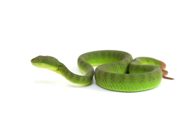 istock Close up White-lipped Green Pit Viper snake (trimeresurus albolabris) isolated on white background 1275326934