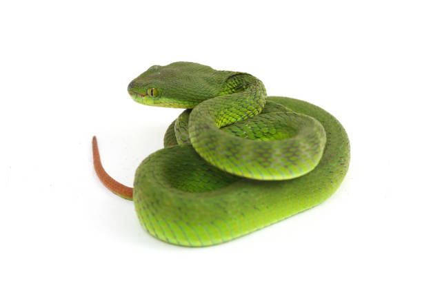 istock Close up White-lipped Green Pit Viper snake (trimeresurus albolabris) isolated on white background 1275326994