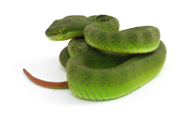 istock Close up White-lipped Green Pit Viper snake (trimeresurus albolabris) isolated on white background 1275327020