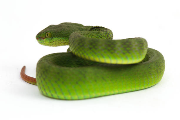 istock Close up White-lipped Green Pit Viper snake (trimeresurus albolabris) isolated on white background 1275327032